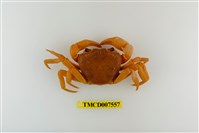 藏品(拉氏清溪蟹)的圖片